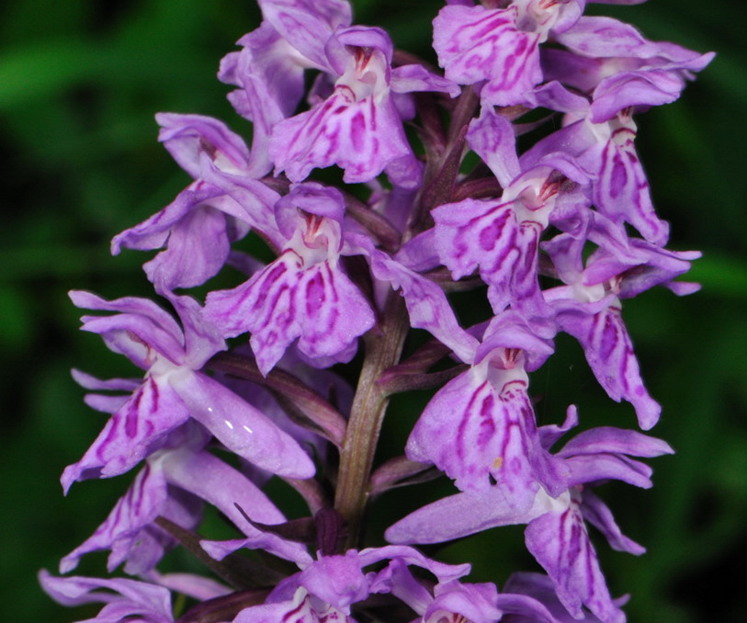 Dactylorhiza da determinare